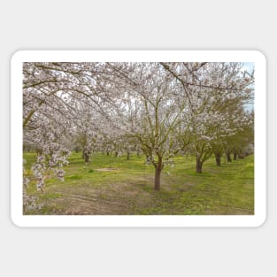 Almond Blossoms Sticker